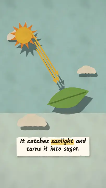 Why do leaves change colour?: a frame from the template